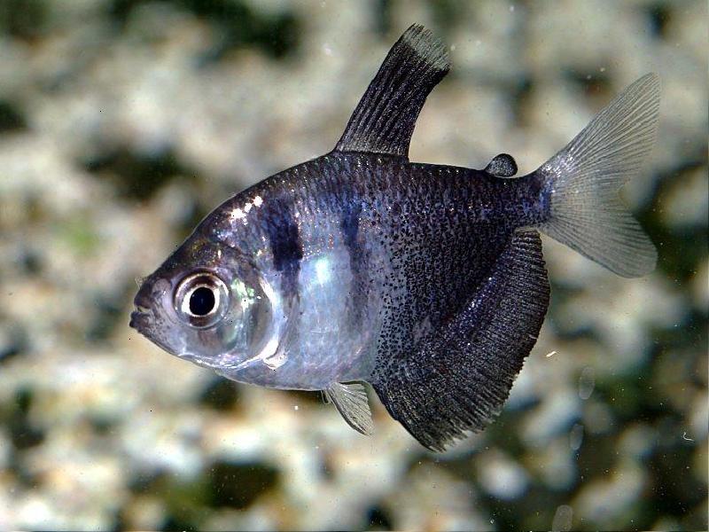 aquarium fishes difference between male and female black skirt tetra