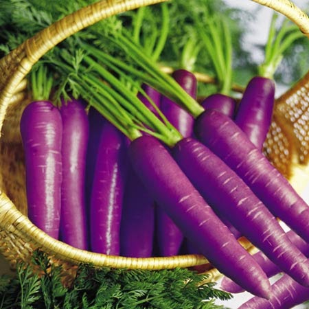 VIVIX SHAKLEE Purple Carrot