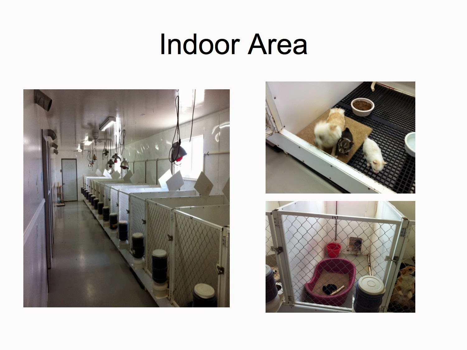 Puppy Mills Exposed The Top Dog Store Breeder JO Kennels