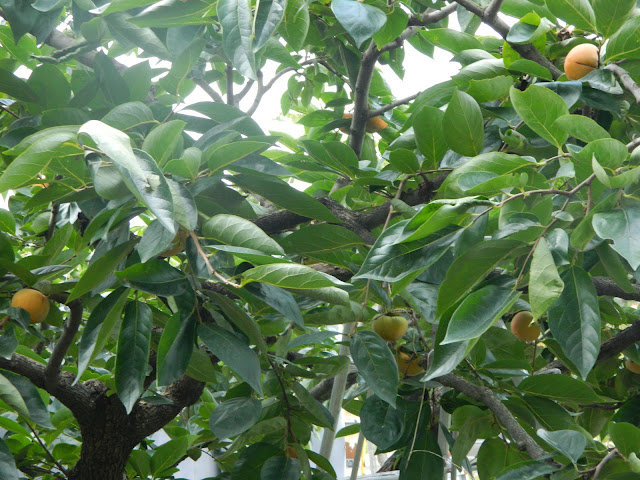 Persimmon tree in Korea