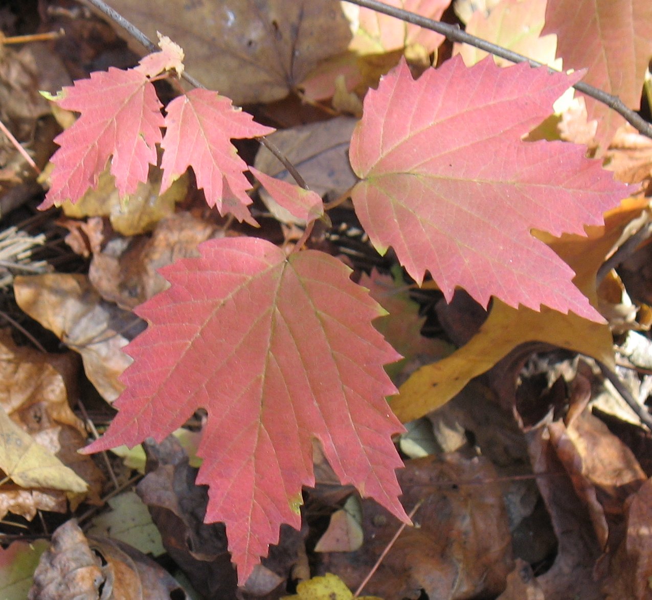 Middlewood Journal Maple Leaf Viburnum