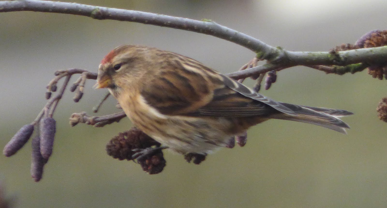 Bradshaw - Ingham Lane - 04/12/2015