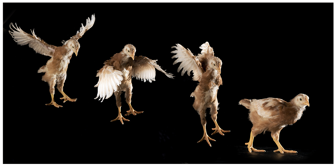 Simon Griffiths Photography Chickens take flight!