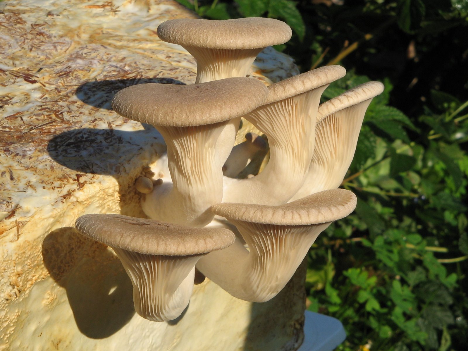 a FUNGHI nel SALENTO e... anche altrove Pleurotus eryngii (DC.) Gillet