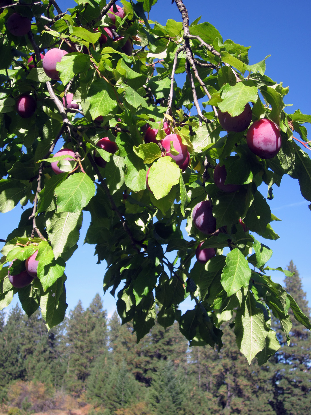 Letters from Shenanigan Valley Idaho Lady Bountiful Shakes the Plum Tree