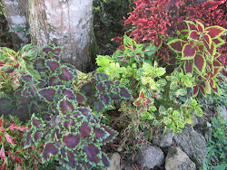 Flower bed behind the clinic