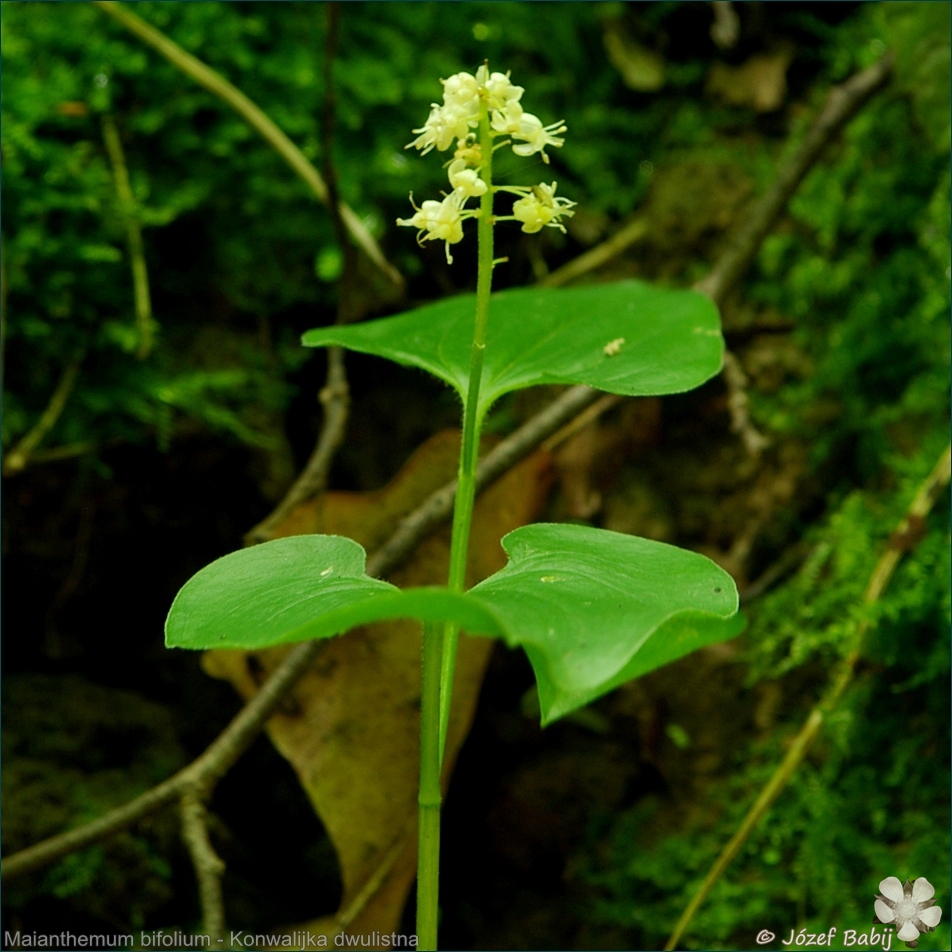 Maianthemum bifolium - Konwalijka dwulistna