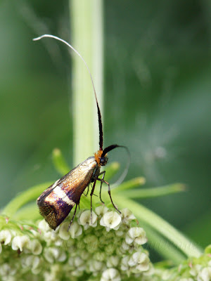 Adela Australis