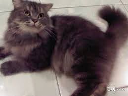 Jenis Kucing Kucing Anggora Coklat Abu Abu