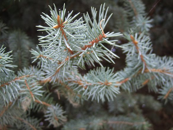 blue spruce needles