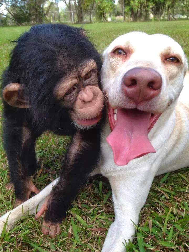 Funny animals of the week - 7 March 2014 (40 pics), baby chimpanzee and dog