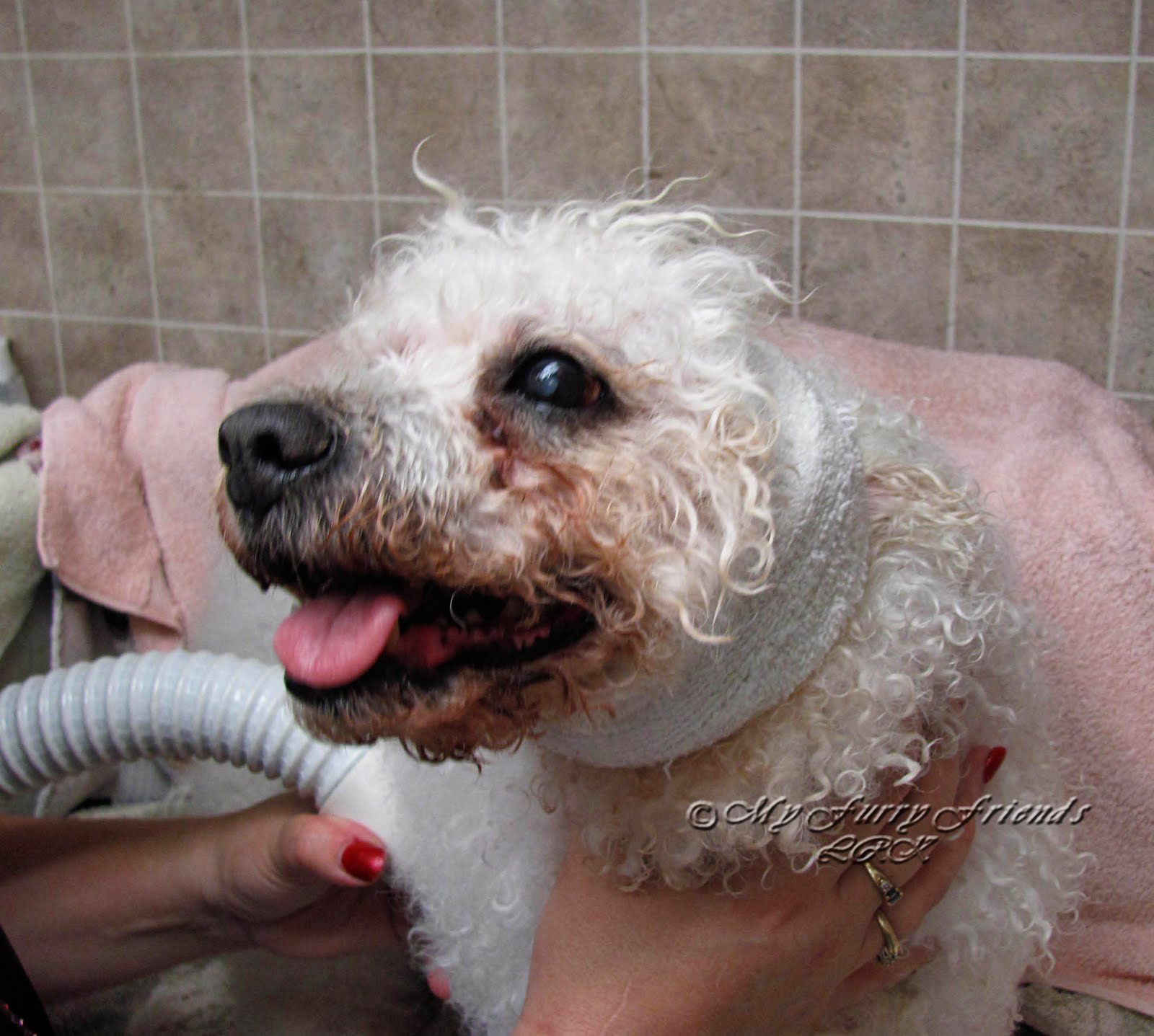 Pet Grooming The Good, The Bad, & The Furry Grooming Dangerous Dogs