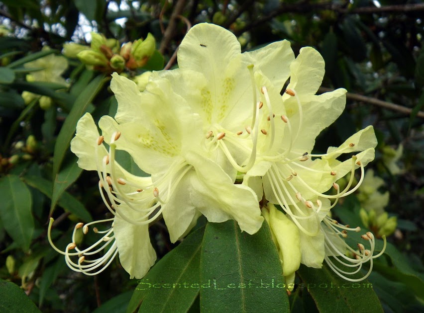 Lemon Lights Azalea Dusmun