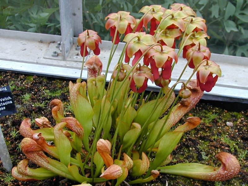 Learn Something About Plants The Pitcher Plant Pitcher A