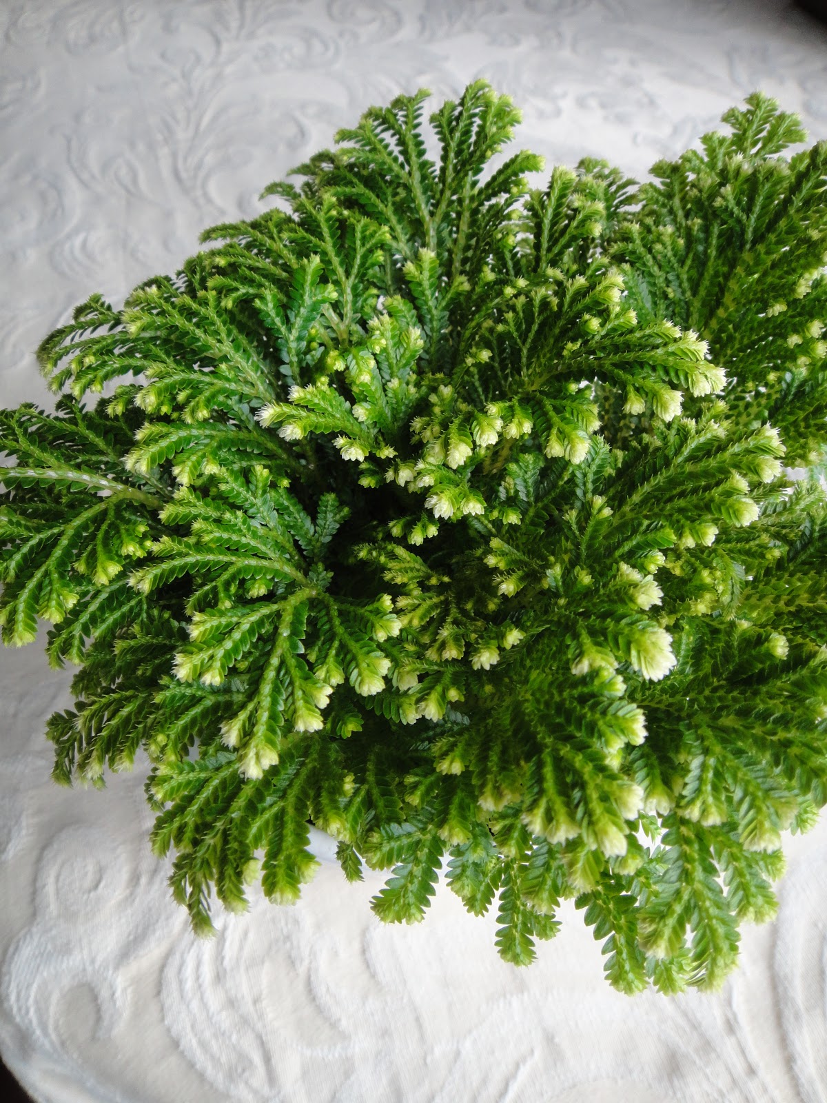 The Business Of Building Decks And Fences Red Cedar Vs White Cedar