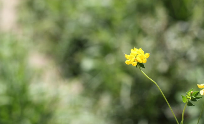 Birds-Foot Trefoil Flowers Birds-Foot Trefoil Flowers