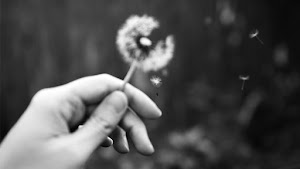 Wish upon a Dandelion