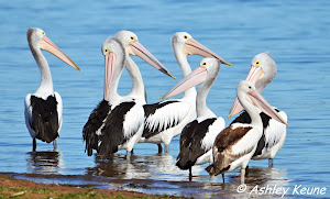 Australian Pelicans