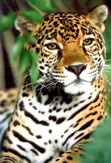 jaguar cat