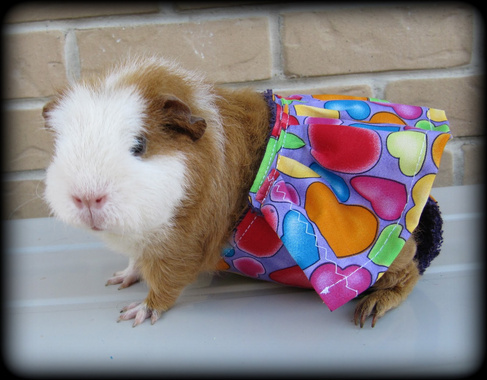 All Things Guinea Pig Piggy Panties new batch