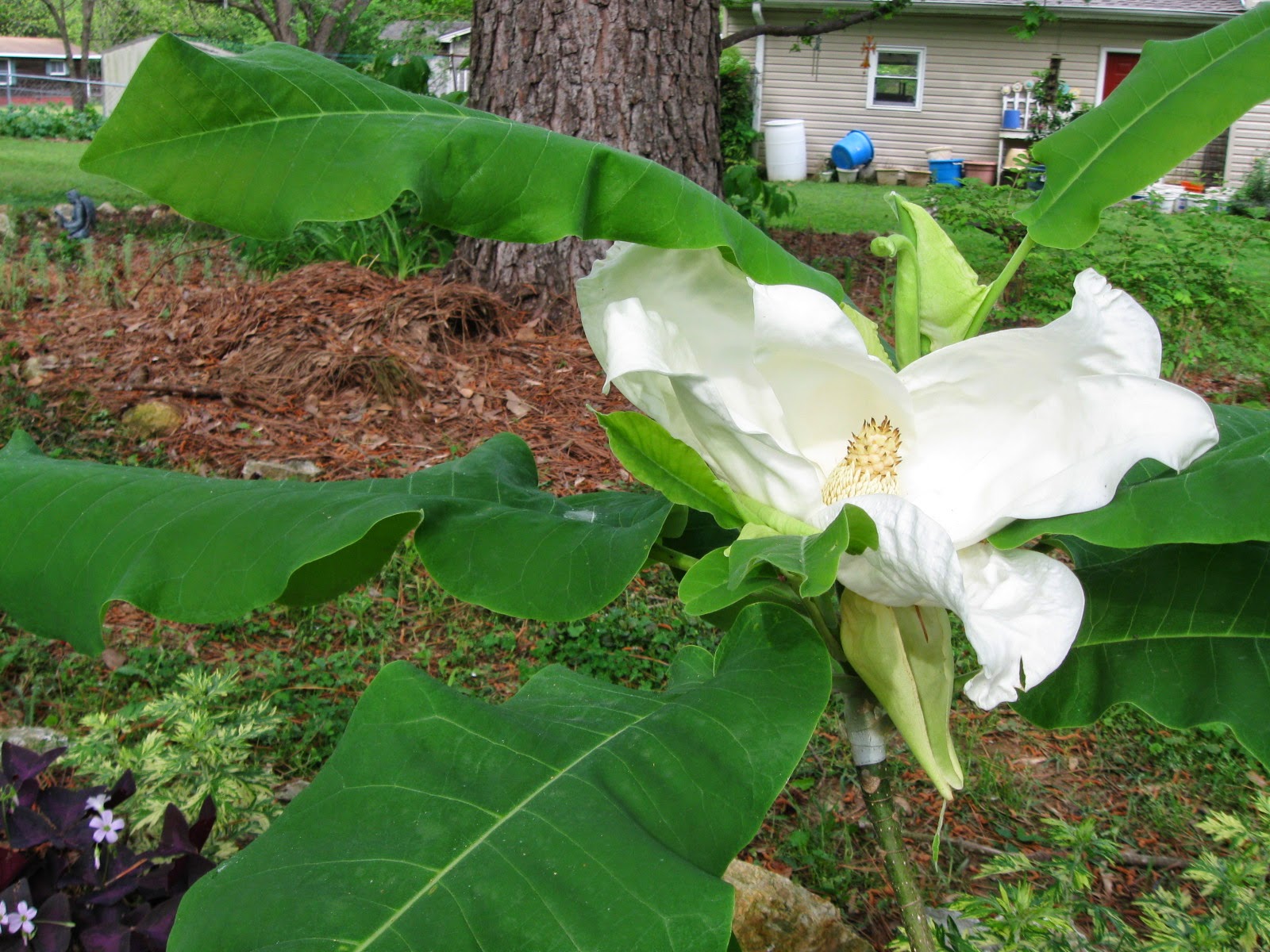 My Alabama Backyard Alabama's native magnolia