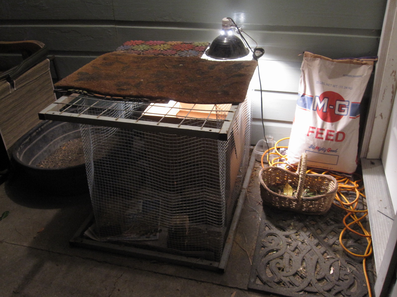 Tropical Texana HEN HAPPENINGS HOW TO MAKE A BROODER for your garden chickens