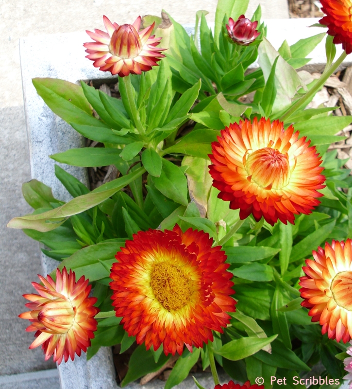 Strawflowers Longblooming droughttolerant flowers! Pet Scribbles