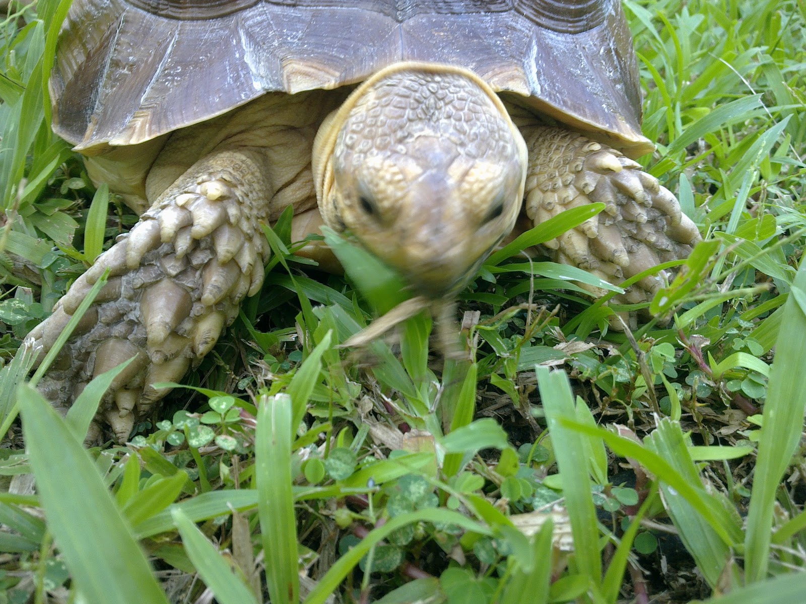 The Positive World Of Princess Peachy, The Happy Sulcata Tortoise My