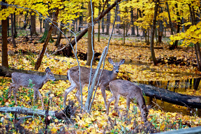 Lloyd Stage Nature Center Lloyd Stage Nature Center