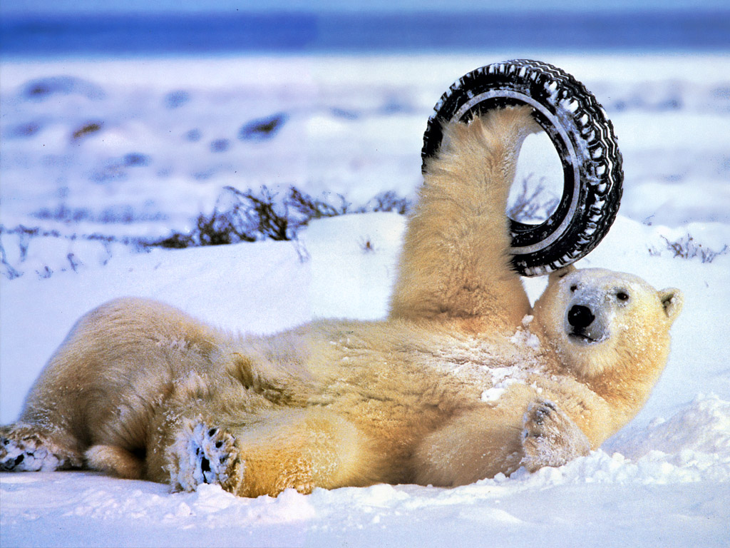 Funny Animals hd Wallpapers 2013 | All Funny