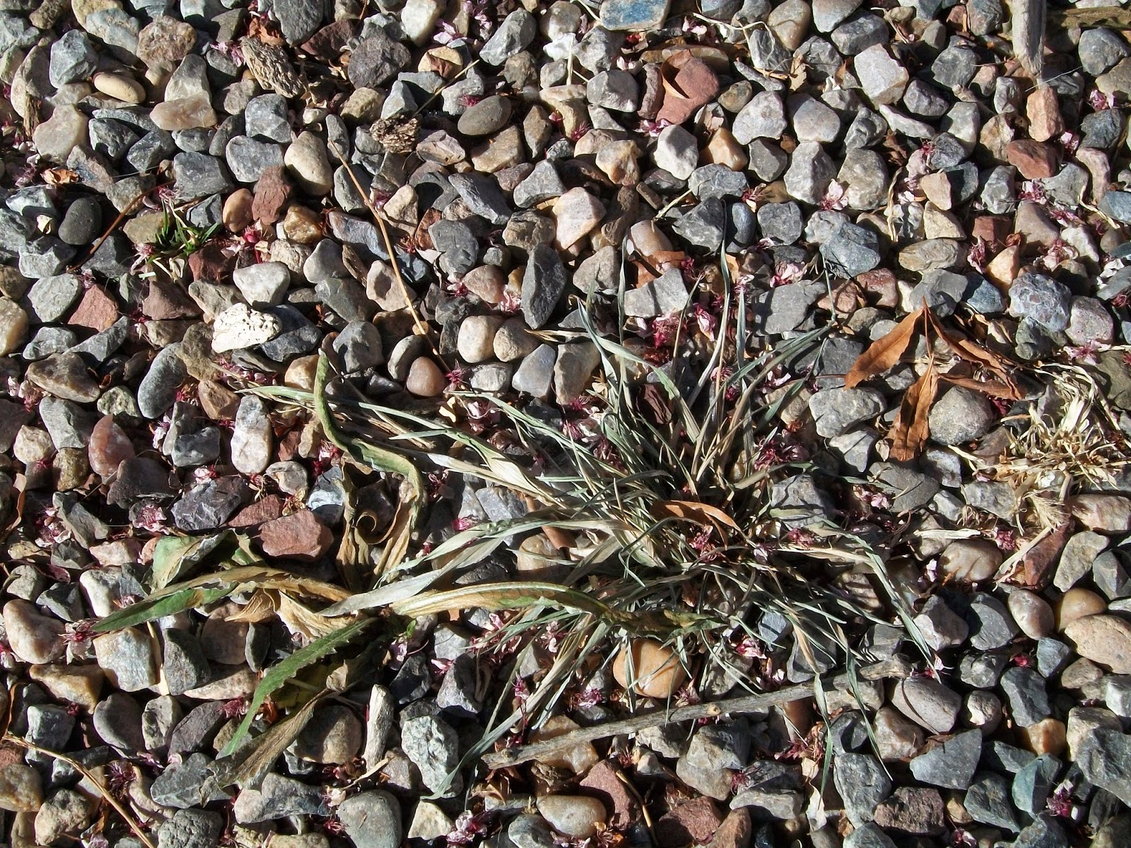 Do you suffer from seasonal allergies?