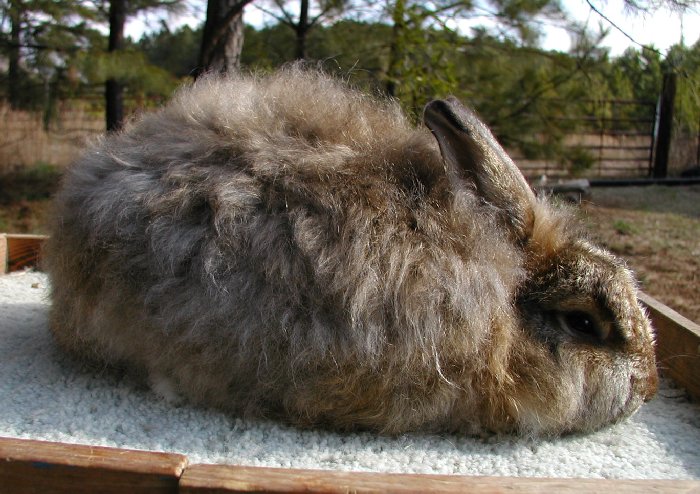 The Giant Angora