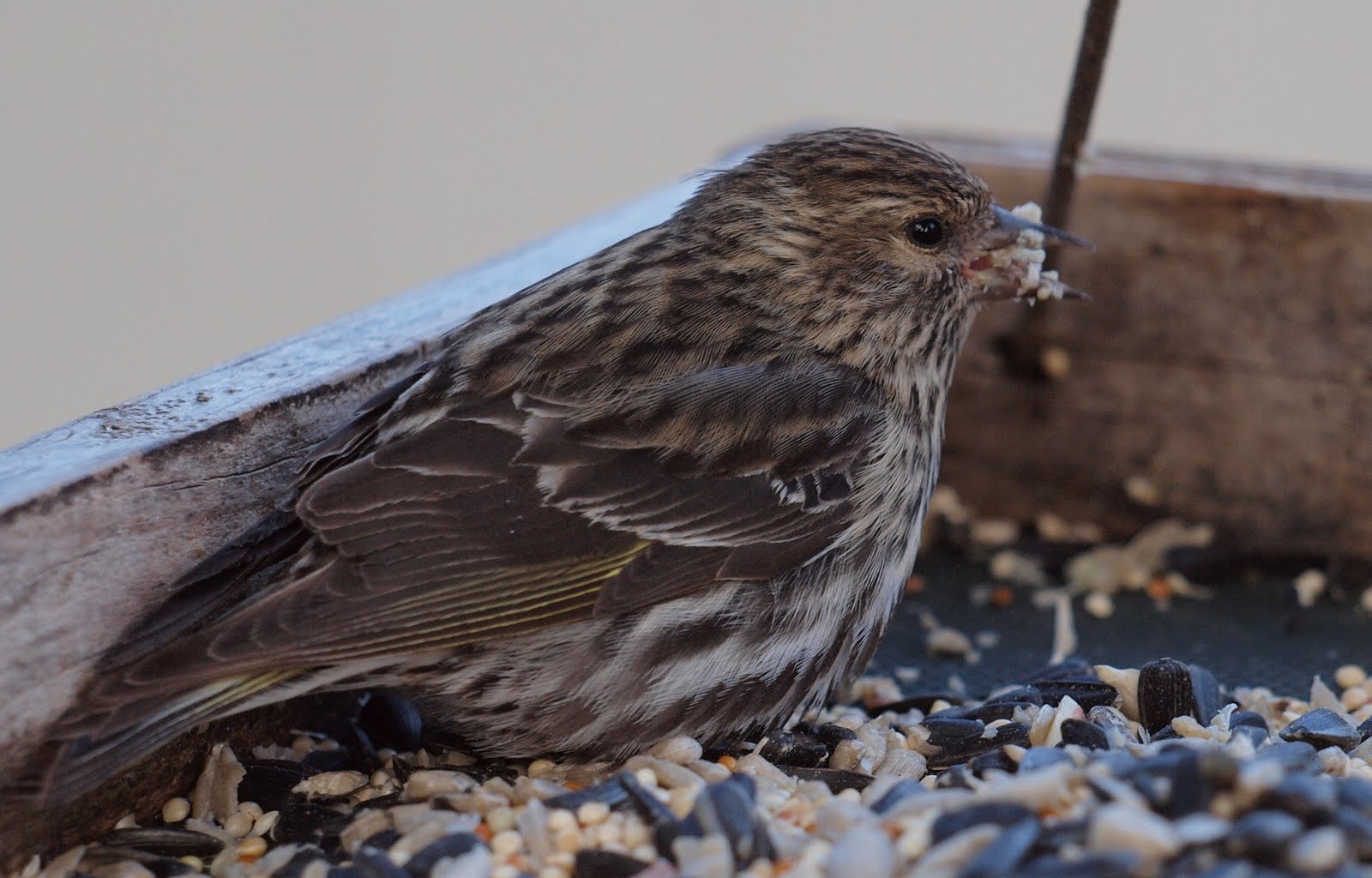 Birding Is Fun!: Pine Siskin & Lesser Goldfinch