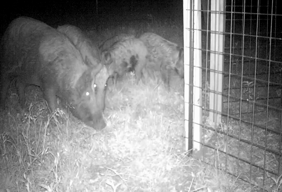 Wild Wonderings: Wild Pig Vocalizations and Trap Aversion - Video Blog