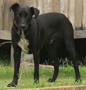 The other Black Dog (img )