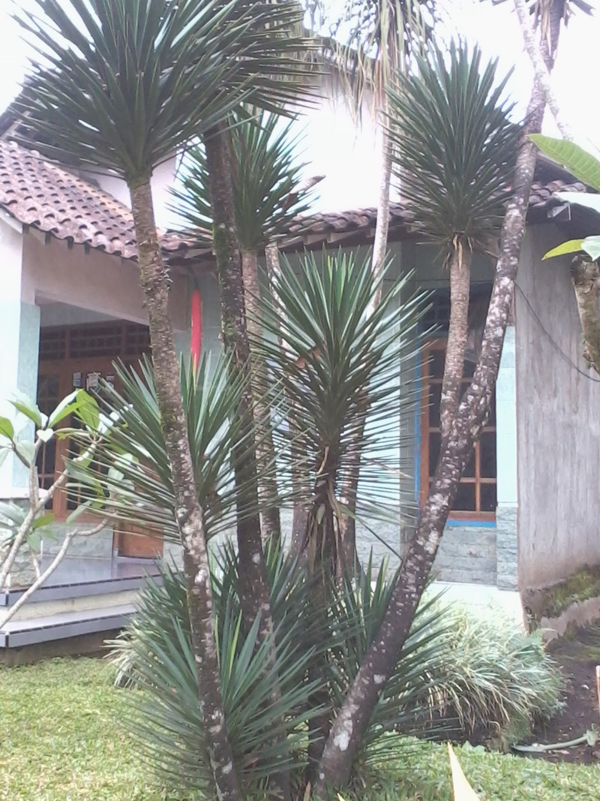 Tanaman Trucuk Tanaman Trucuk