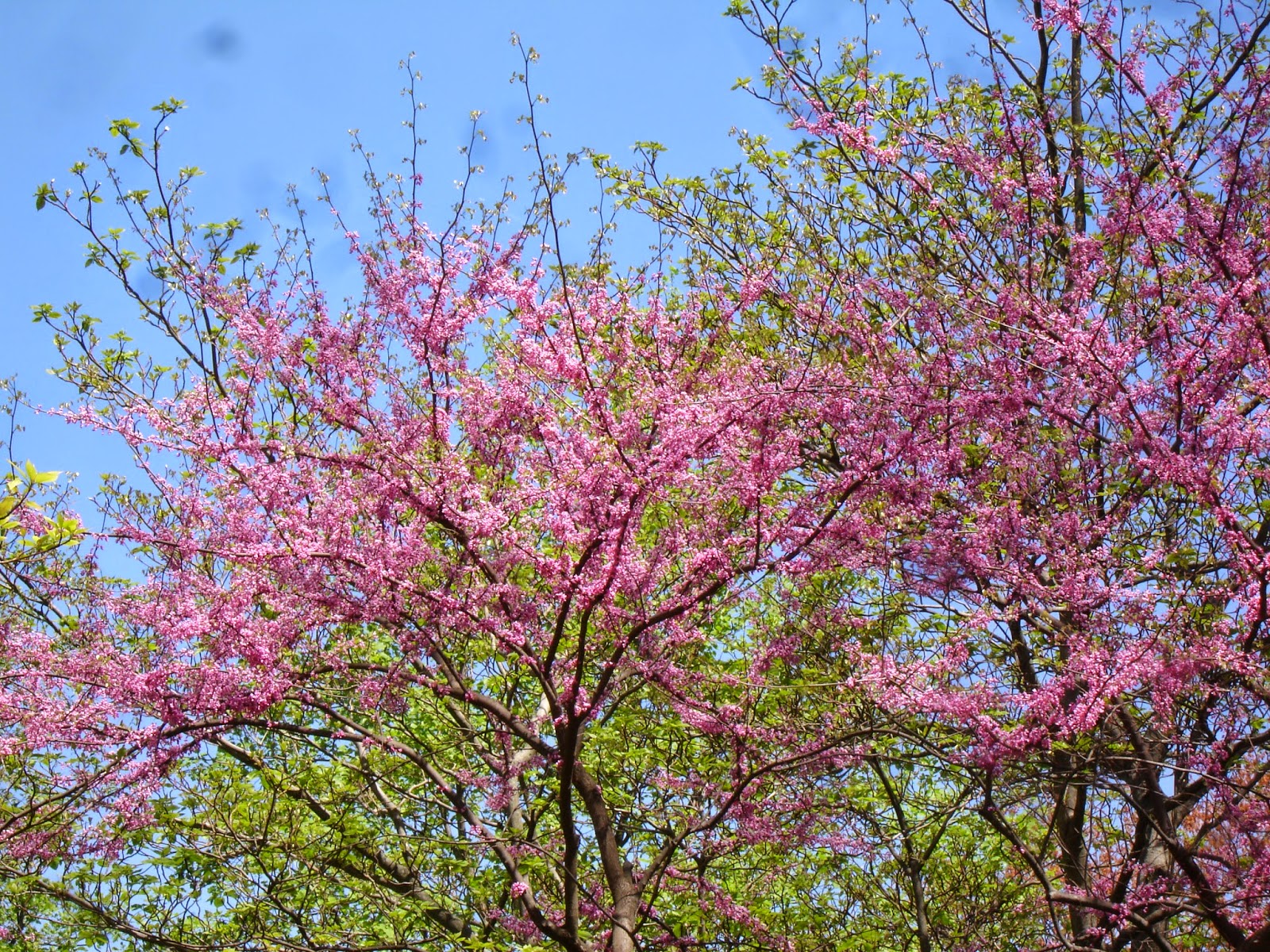 Flora Wonder Blog Viburnum When You Can Mulch Them