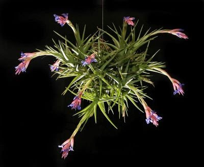 ~Tillandsia o Clavel del Aire~