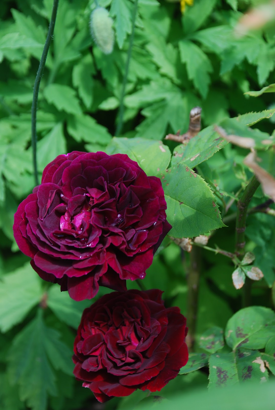 I never promised you a rose garden Mina rosor Marie Popelin