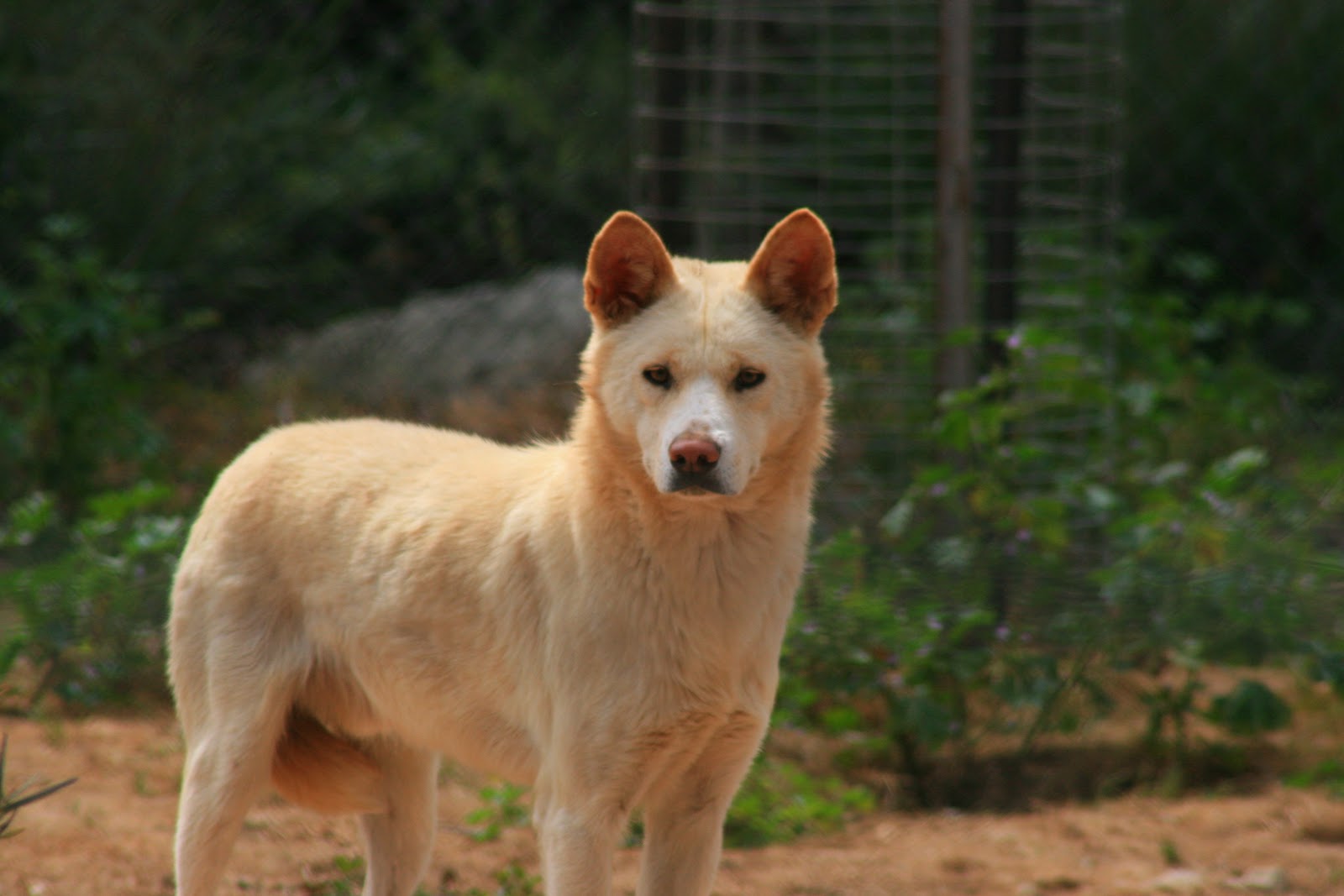 Alpine Dingo