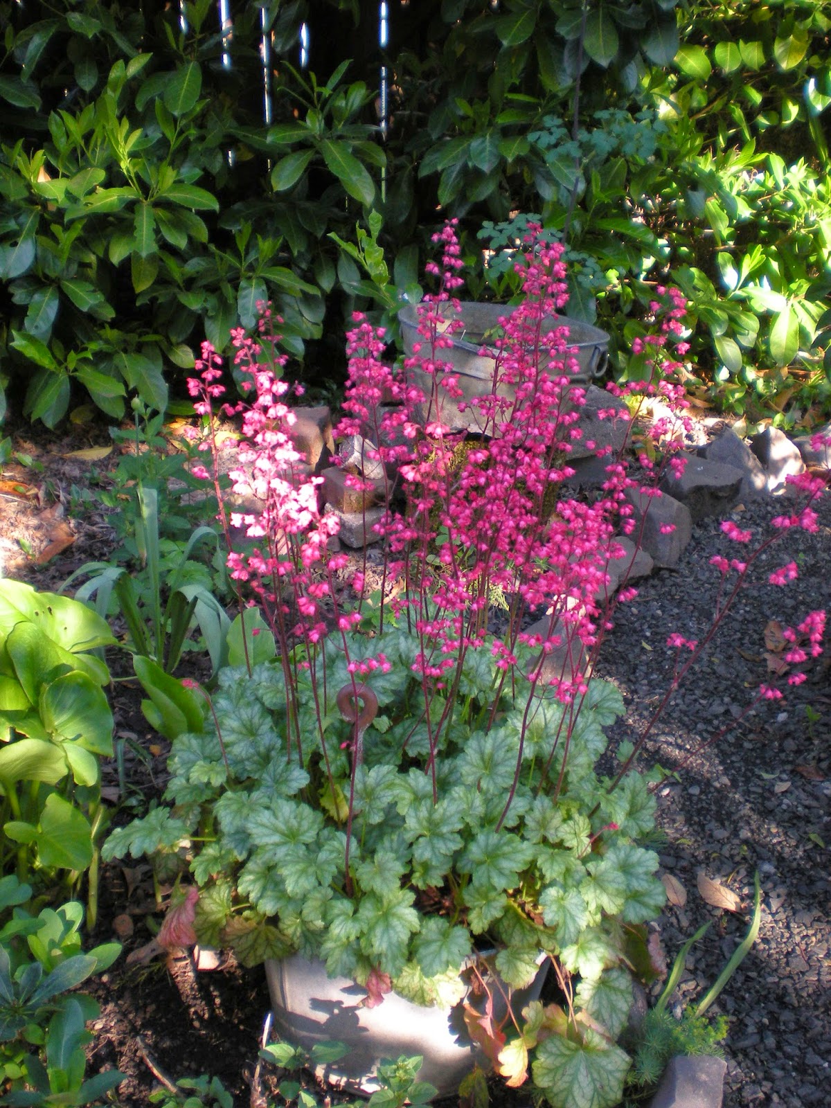 Proven Winners Colorchoice Plant Of The Week Plant Of The Week