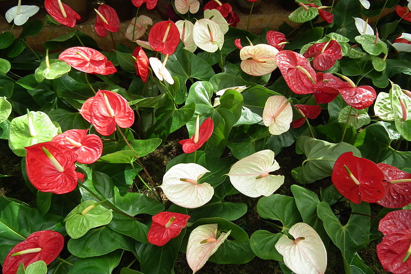 Romantic Flowers Anthurium Flower