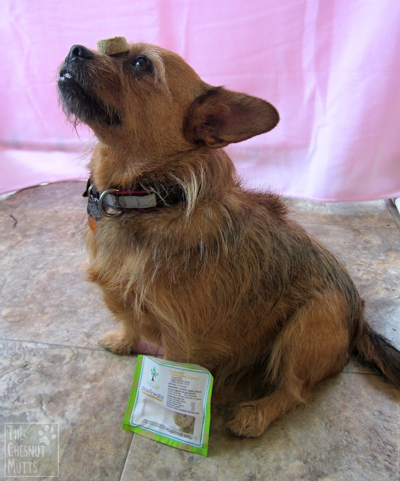 Is Coconut Water Good For Dogs Breath Is Coconut Water Good For Dogs Breath