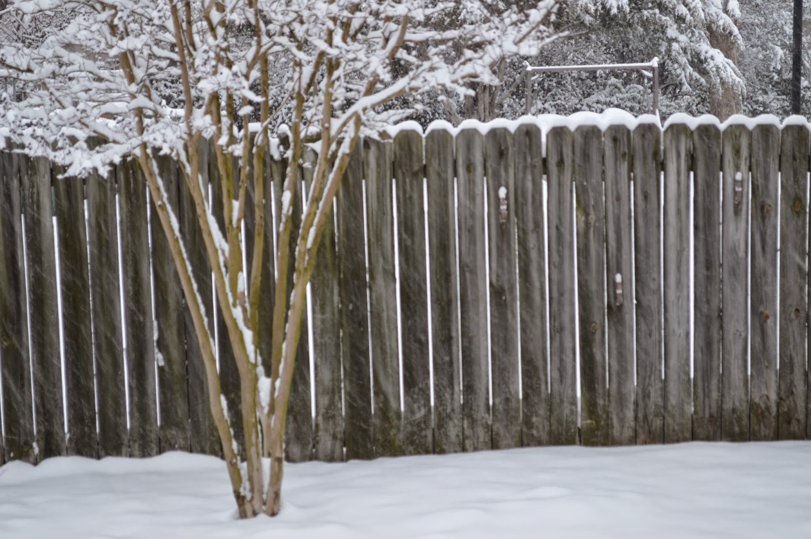 From the Garden Bench