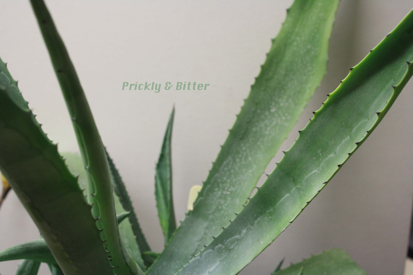 Prickly and Bitter Sisal here, sisal there, everywhere a sisal sisal...