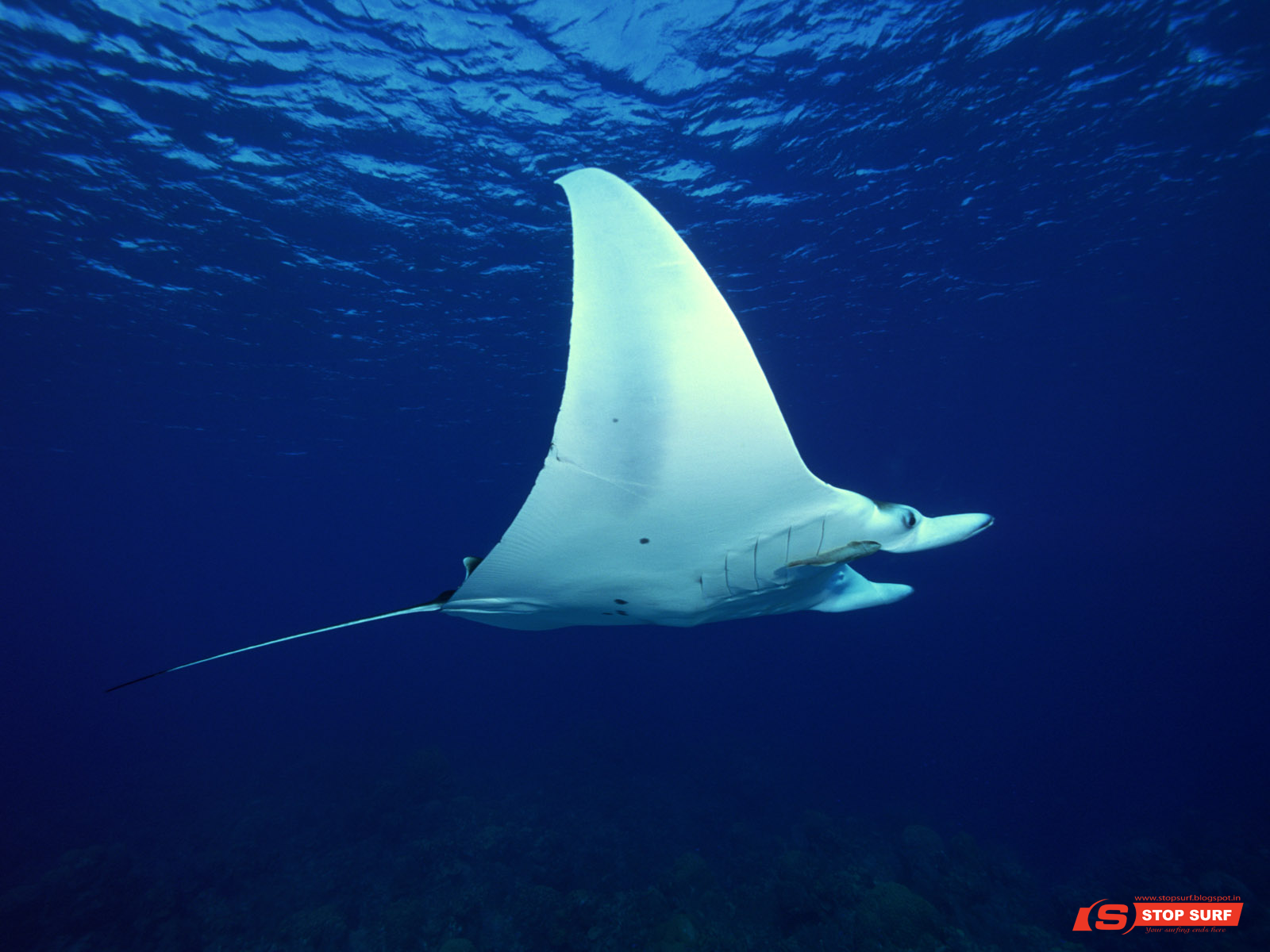 Underwater Wallpaper Hd Free Download