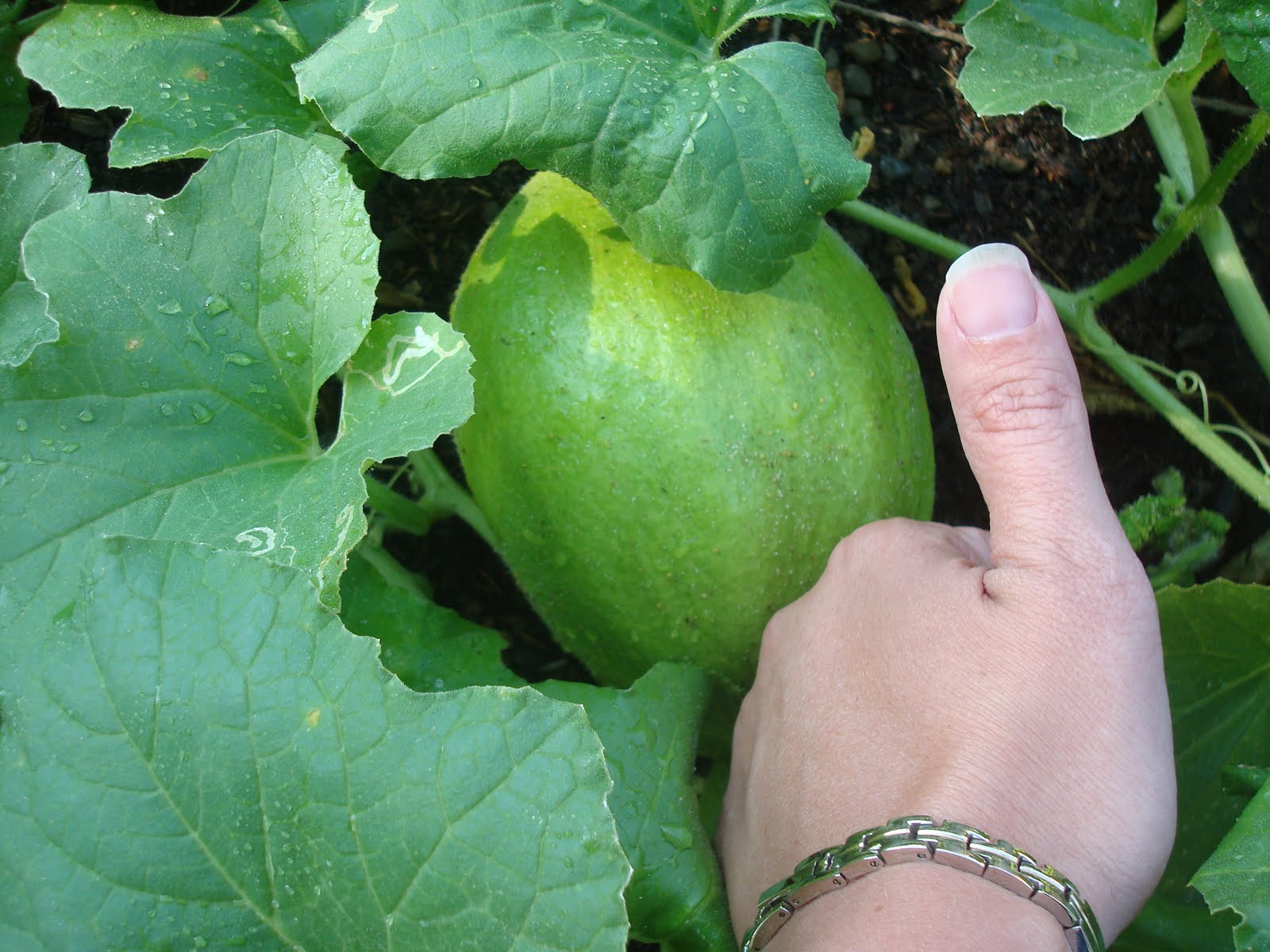 Jeffany The Browns� Blog Family Garden Giant Honeydew
