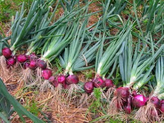 Cara Panen dan Pasca Panen Bawang Merah  Toko Tanaman