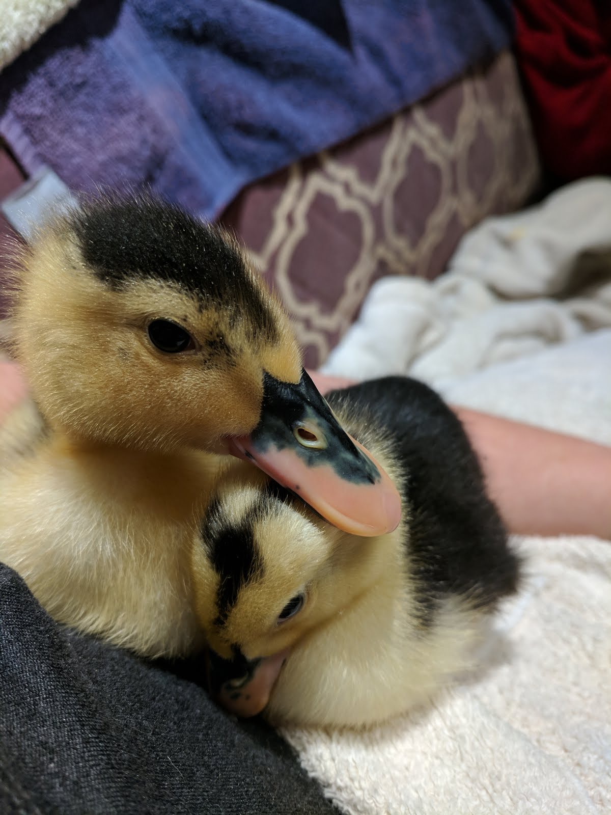 Gwendolyn and Genevieve