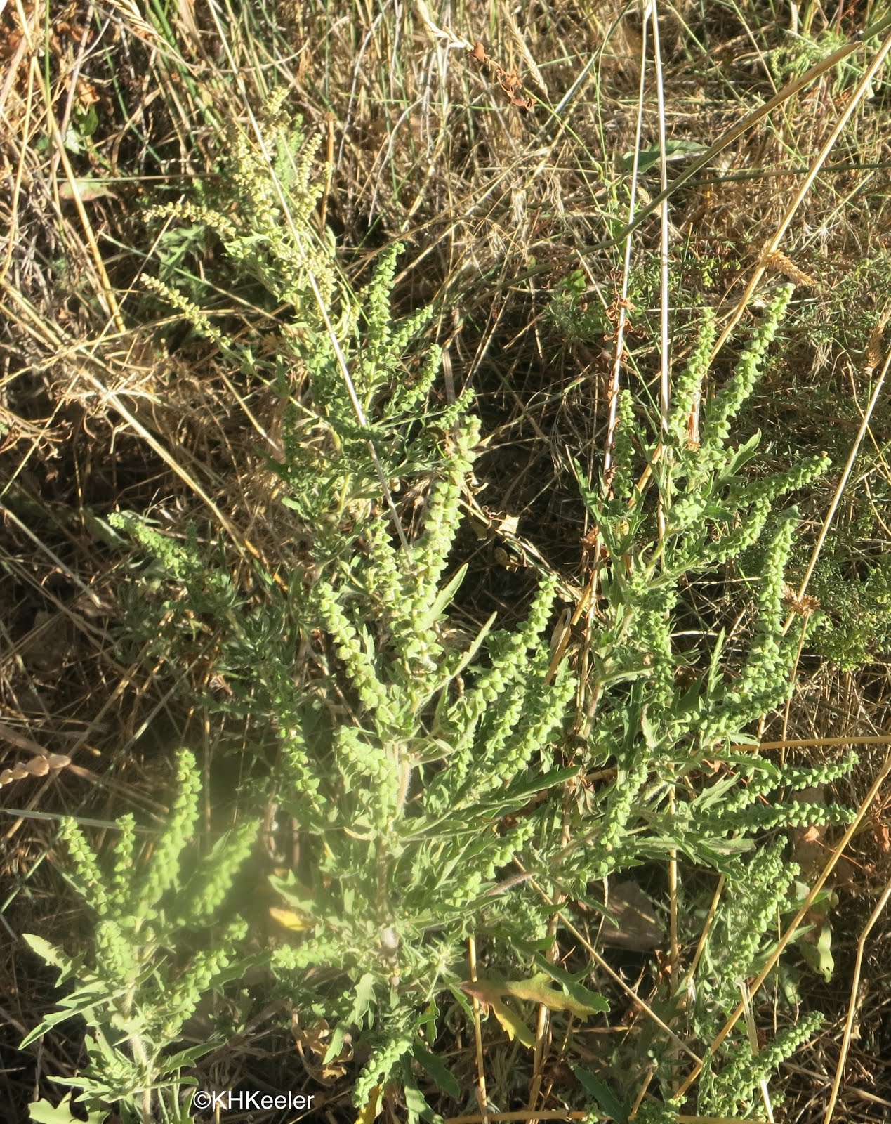 A Wandering Botanist Plant StoryRagweed, Ambrosia, an American
